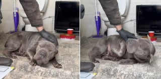 Illustration de l'article : Abandonn&eacute; dans les toilettes d'une d&eacute;chetterie, un Shar Pei retrouve confiance en l'humain et une famille aimante