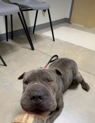 Illustration de l'article : Abandonn&eacute; dans les toilettes d'une d&eacute;chetterie, un Shar Pei retrouve confiance en l'humain et une famille aimante