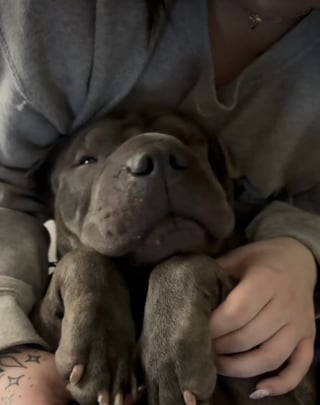 Illustration de l'article : Abandonn&eacute; dans les toilettes d'une d&eacute;chetterie, un Shar Pei retrouve confiance en l'humain et une famille aimante