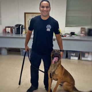 Illustration de l'article : Un Malinois de la police survit &agrave; des blessures par balles inflig&eacute;es par un cambrioleur qu'un 2e chien policier parvient &agrave; appr&eacute;hender