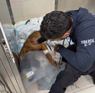 Illustration de l'article : Un Malinois de la police survit &agrave; des blessures par balles inflig&eacute;es par un cambrioleur qu'un 2e chien policier parvient &agrave; appr&eacute;hender