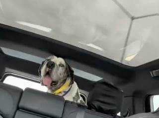 Illustration de l'article : Arriv&eacute; dans sa nouvelle famille sur une civi&egrave;re, ce Dogue Allemand incapable de se lever apr&egrave;s un accident &eacute;chappe &agrave; l'euthanasie et r&eacute;apprend &agrave; marcher