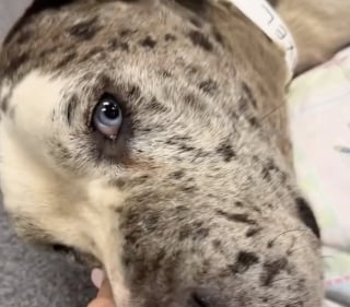 Illustration de l'article : Arriv&eacute; dans sa nouvelle famille sur une civi&egrave;re, ce Dogue Allemand incapable de se lever apr&egrave;s un accident &eacute;chappe &agrave; l'euthanasie et r&eacute;apprend &agrave; marcher