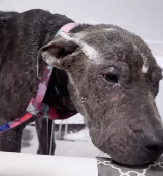 Illustration de l'article : Atteint de la gale, ce chien abandonn&eacute; sur un terrain vague accueille sa sauveuse avec joie et re&ccedil;oit enfin des soins appropri&eacute;s (vid&eacute;o)