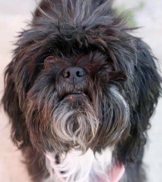 Illustration de l'article : Une chienne disparue est retrouv&eacute;e &agrave; plus de 50 kilom&egrave;tres de chez elle gr&acirc;ce &agrave; un syst&egrave;me de reconnaissance photographique 