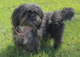 Illustration de l'article : Une chienne disparue est retrouv&eacute;e &agrave; plus de 50 kilom&egrave;tres de chez elle gr&acirc;ce &agrave; un syst&egrave;me de reconnaissance photographique 