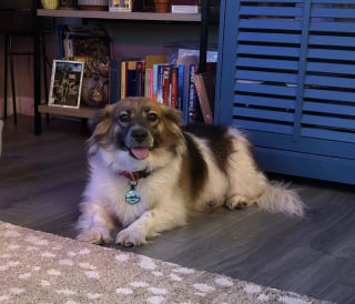 Illustration de l'article : Une chienne port&eacute;e disparue pendant 23 jours est retrouv&eacute;e en pleine nuit gr&acirc;ce &agrave; la mobilisation de toute une communaut&eacute;