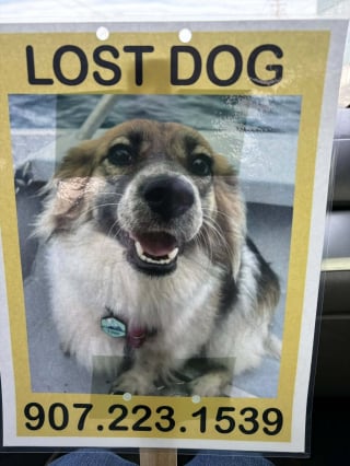 Illustration de l'article : Une chienne port&eacute;e disparue pendant 23 jours est retrouv&eacute;e en pleine nuit gr&acirc;ce &agrave; la mobilisation de toute une communaut&eacute;