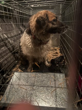 Illustration de l'article : Une chienne port&eacute;e disparue pendant 23 jours est retrouv&eacute;e en pleine nuit gr&acirc;ce &agrave; la mobilisation de toute une communaut&eacute;