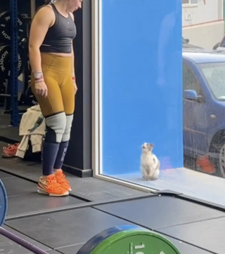 Illustration de l'article : Touch&eacute;e par une chatte malade qui l'observe derri&egrave;re la vitre de la salle de sport, une femme la recueille en esp&eacute;rant lui trouver un adoptant