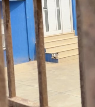 Illustration de l'article : Touch&eacute;e par une chatte malade qui l'observe derri&egrave;re la vitre de la salle de sport, une femme la recueille en esp&eacute;rant lui trouver un adoptant