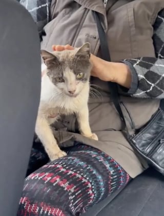 Illustration de l'article : Touch&eacute;e par une chatte malade qui l'observe derri&egrave;re la vitre de la salle de sport, une femme la recueille en esp&eacute;rant lui trouver un adoptant