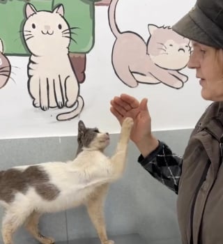 Illustration de l'article : Touch&eacute;e par une chatte malade qui l'observe derri&egrave;re la vitre de la salle de sport, une femme la recueille en esp&eacute;rant lui trouver un adoptant