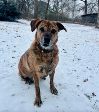 Illustration de l'article : Cribl&eacute;e de plombs et incapable de faire confiance, cette chienne se m&eacute;tamorphose gr&acirc;ce &agrave; une b&eacute;n&eacute;vole avant de trouver sa famille