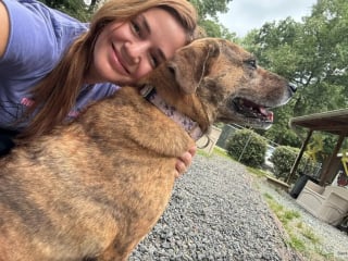 Illustration de l'article : Cribl&eacute;e de plombs et incapable de faire confiance, cette chienne se m&eacute;tamorphose gr&acirc;ce &agrave; une b&eacute;n&eacute;vole avant de trouver sa famille