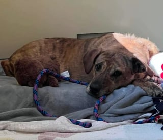 Illustration de l'article : Cribl&eacute;e de plombs et incapable de faire confiance, cette chienne se m&eacute;tamorphose gr&acirc;ce &agrave; une b&eacute;n&eacute;vole avant de trouver sa famille