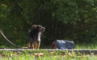 Illustration de l'article : Envoy&eacute; chercher un v&ecirc;tement pour sa m&egrave;re, un gar&ccedil;on de 10 ans rep&egrave;re un incendie et sauve le chien de sa famille