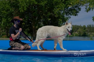 Illustration de l'article : Les 29, 30 et 31 mai 2026, renforcez la complicit&eacute; avec votre chien et d&eacute;couvrez de nombreuses activit&eacute;s canines lors de Canidays avec Hill&rsquo;s