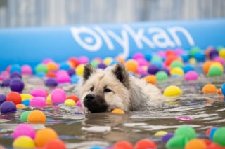 Illustration de l'article : Les 29, 30 et 31 mai 2026, renforcez la complicit&eacute; avec votre chien et d&eacute;couvrez de nombreuses activit&eacute;s canines lors de Canidays avec Hill&rsquo;s