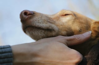 Illustration de l'article : Une &eacute;tude d&eacute;montre que les chiens &laquo; sentent &raquo; arriver les crises d&rsquo;&eacute;pilepsie humaines