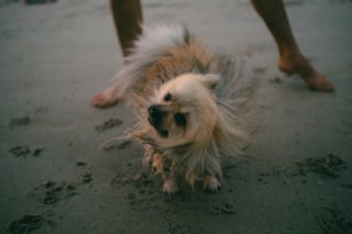 Illustration de l'article : Pourquoi votre chien se secoue-t-il alors qu'il n'est pas mouill&eacute; ?