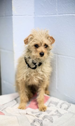 Illustration de l'article : Sauv&eacute;e pr&egrave;s d&rsquo;une route tr&egrave;s fr&eacute;quent&eacute;e, cette chienne terrifi&eacute;e par le refuge trouve rapidement l'amour d'une famille (vid&eacute;o)