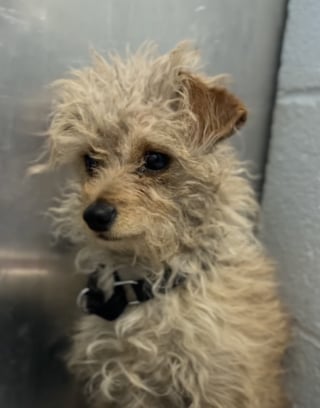 Illustration de l'article : Sauv&eacute;e pr&egrave;s d&rsquo;une route tr&egrave;s fr&eacute;quent&eacute;e, cette chienne terrifi&eacute;e par le refuge trouve rapidement l'amour d'une famille (vid&eacute;o)