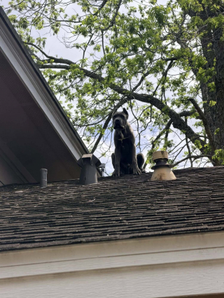 Illustration de l'article : Alert&eacute;s pour un Cane Corso bloqu&eacute; sur un toit, les pompiers d&eacute;couvrent qu&rsquo;il s&rsquo;agit simplement de son observatoire pr&eacute;f&eacute;r&eacute; 