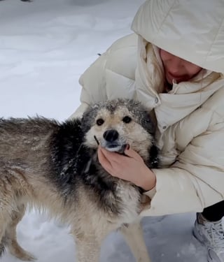 Illustration de l'article : &laquo; Il aurait gel&eacute; &raquo;, un chien ignor&eacute; en plein blizzard par les habitants de son quartier est secouru in extremis puis adopt&eacute; (vid&eacute;o)