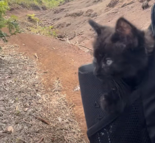 Illustration de l'article : Une randonneuse trouve un chaton abandonn&eacute; et le transporte dans la gamelle de son Labrador qui devient son meilleur ami (vid&eacute;o)