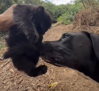 Illustration de l'article : Une randonneuse trouve un chaton abandonn&eacute; et le transporte dans la gamelle de son Labrador qui devient son meilleur ami (vid&eacute;o)