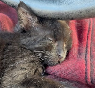 Illustration de l'article : Une randonneuse trouve un chaton abandonn&eacute; et le transporte dans la gamelle de son Labrador qui devient son meilleur ami (vid&eacute;o)