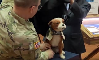 Illustration de l'article : Premier chien de l'arm&eacute;e am&eacute;ricaine et h&eacute;ros de la Premi&egrave;re Guerre mondiale, Stubby est honor&eacute; par un mus&eacute;e 100 ans apr&egrave;s sa disparition
