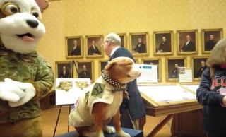 Illustration de l'article : Premier chien de l'arm&eacute;e am&eacute;ricaine et h&eacute;ros de la Premi&egrave;re Guerre mondiale, Stubby est honor&eacute; par un mus&eacute;e 100 ans apr&egrave;s sa disparition