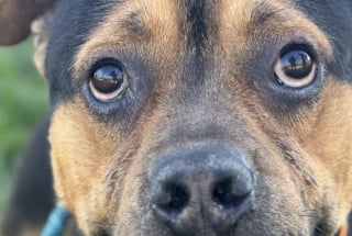 Illustration de l'article : Un chien effray&eacute; par la vie au refuge surmonte ses angoisses et apprend qu&rsquo;il va enfin &ecirc;tre adopt&eacute; (vid&eacute;o)