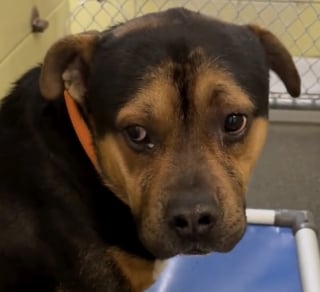 Illustration de l'article : Un chien effray&eacute; par la vie au refuge surmonte ses angoisses et apprend qu&rsquo;il va enfin &ecirc;tre adopt&eacute; (vid&eacute;o)