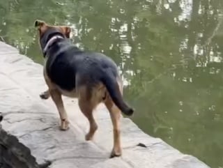 Illustration de l'article : 2 fr&egrave;res en vacances s'attachent &agrave; une chienne abandonn&eacute;e et lui offrent une nouvelle vie pleine d'amour (vid&eacute;o)