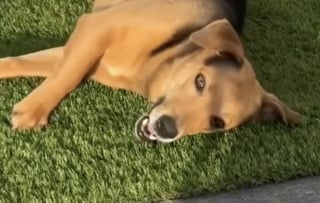 Illustration de l'article : 2 fr&egrave;res en vacances s'attachent &agrave; une chienne abandonn&eacute;e et lui offrent une nouvelle vie pleine d'amour (vid&eacute;o)