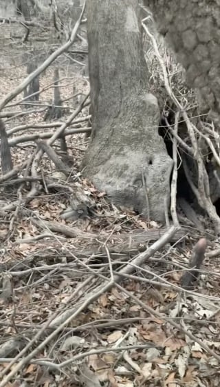 Illustration de l'article : Sauv&eacute;e avec ses 7 chiots qu'elle prot&eacute;geait dans un tronc d'arbre, cette chienne trouve le foyer id&eacute;al
