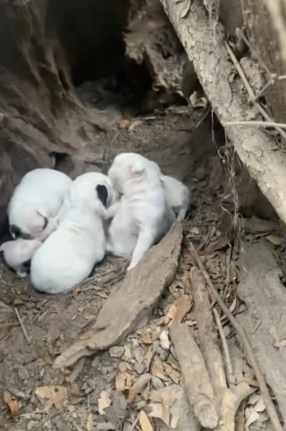 Illustration de l'article : Sauv&eacute;e avec ses 7 chiots qu'elle prot&eacute;geait dans un tronc d'arbre, cette chienne trouve le foyer id&eacute;al