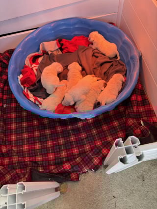 Illustration de l'article : Sauv&eacute;e avec ses 7 chiots qu'elle prot&eacute;geait dans un tronc d'arbre, cette chienne trouve le foyer id&eacute;al