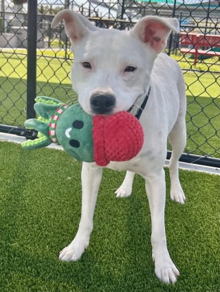 Illustration de l'article : Sauv&eacute;e avec ses 7 chiots qu'elle prot&eacute;geait dans un tronc d'arbre, cette chienne trouve le foyer id&eacute;al