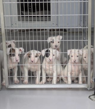 Illustration de l'article : Sauv&eacute;e avec ses 7 chiots qu'elle prot&eacute;geait dans un tronc d'arbre, cette chienne trouve le foyer id&eacute;al