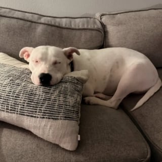 Illustration de l'article : Sauv&eacute;e avec ses 7 chiots qu'elle prot&eacute;geait dans un tronc d'arbre, cette chienne trouve le foyer id&eacute;al