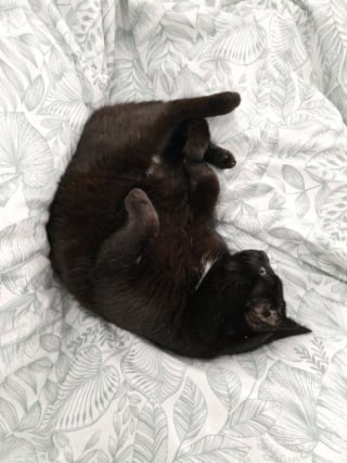 Illustration de l'article : Atteint du sida du chat, ce f&eacute;lin noir qui n&rsquo;a connu que la rue cherche une famille aimante et attentionn&eacute;e 