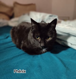 Illustration de l'article : Atteint du sida du chat, ce f&eacute;lin noir qui n&rsquo;a connu que la rue cherche une famille aimante et attentionn&eacute;e 