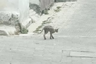 Illustration de l'article : En sauvant un chat des rues couvert de cro&ucirc;tes, une femme trouve la force de se reconstruire apr&egrave;s une d&eacute;pression