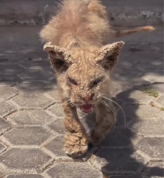 Illustration de l'article : En sauvant un chat des rues couvert de cro&ucirc;tes, une femme trouve la force de se reconstruire apr&egrave;s une d&eacute;pression