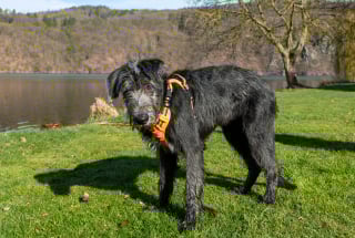 Illustration de l'article : 8 races de chiens &agrave; poil dur au look impossible &agrave; ignorer