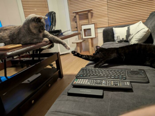 Illustration de l'article : 15 photos de &laquo; fratries &raquo; d&rsquo;animaux aussi dr&ocirc;les que mal assorties